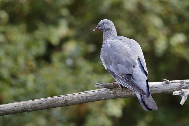 Portrait of a grey pigeon sitting on the branch of a tree