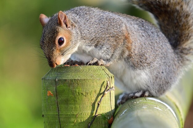 Portrait of a grey squirrel eating a nut off of a wooden post