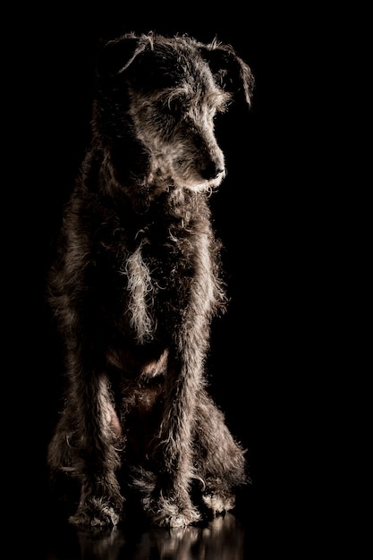 Portrait of a grey wire haired terrier dog