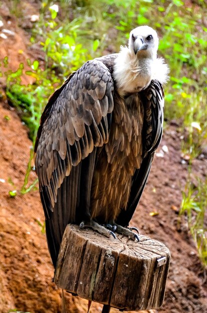 Portrait of a Griffon Vulture Gyps fulvus, standing on a wooden log.