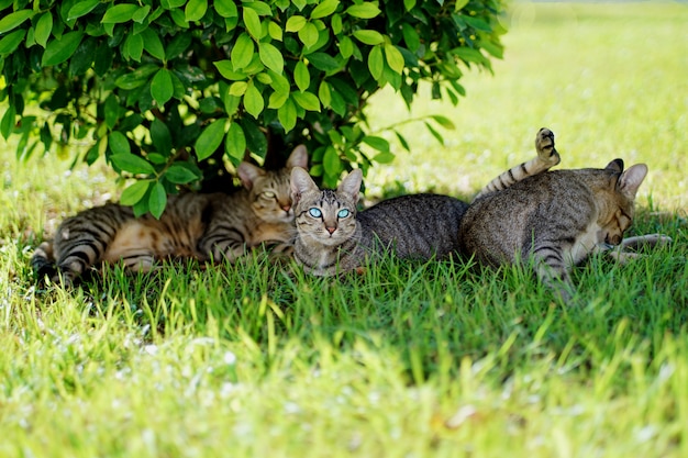 Portrait of group cute 3 brown and gray tabby cats sitting rest comfortable on green grass in sun under bush, one light blue eyes cat and looking stared straight ahead.
