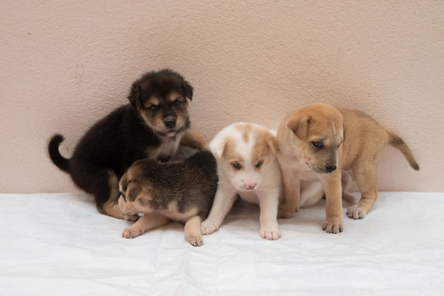 Foto ritratto di gruppo di piccoli cuccioli di cane stanno giocando insieme per il concetto di amicizia, lavoro di squadra, sinergia, discussione, famiglia, diverso, fratelli