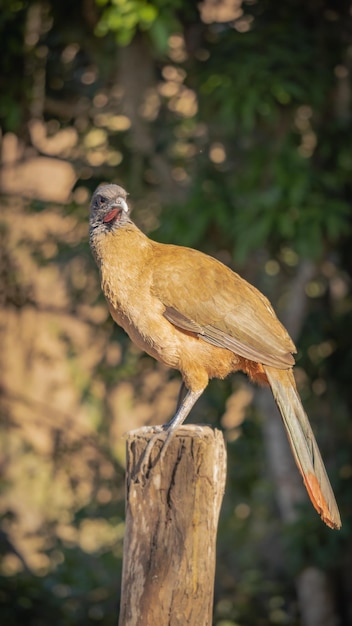 portrait of guacharaca or ortalis ruficauda