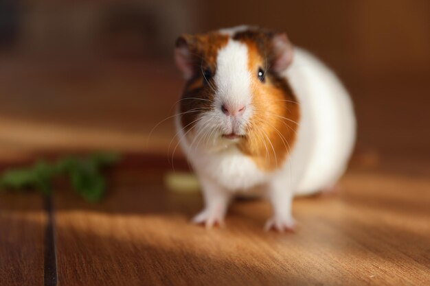 Portrait of a guinea pig closeup