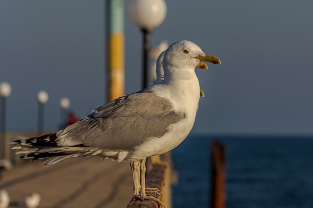 Portrait of a gull or seagull standing on a seaside railing