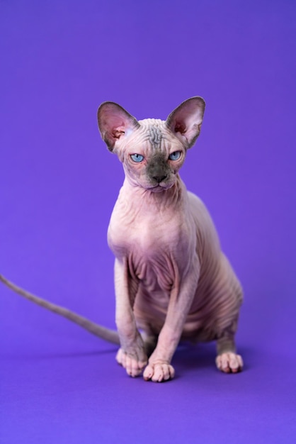 Portrait of hairless female kitten with blue eyes and attentive
gaze sphynx cat five months old of c