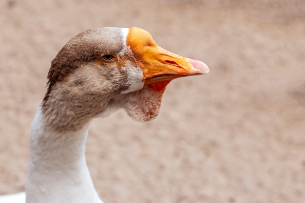 Portrait of a handsome adult goose on a farm