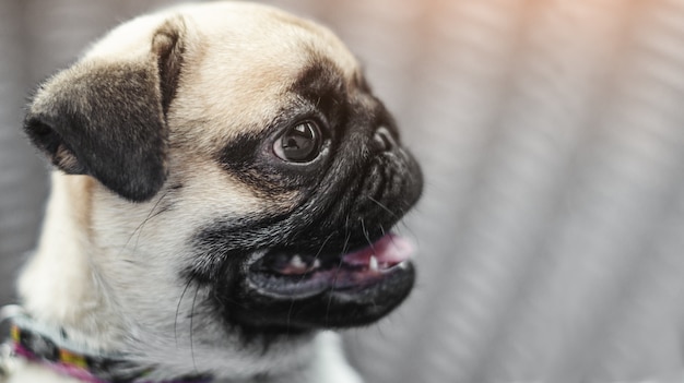 Ritratto di faccia di emozione maschio bello del cane pug felice