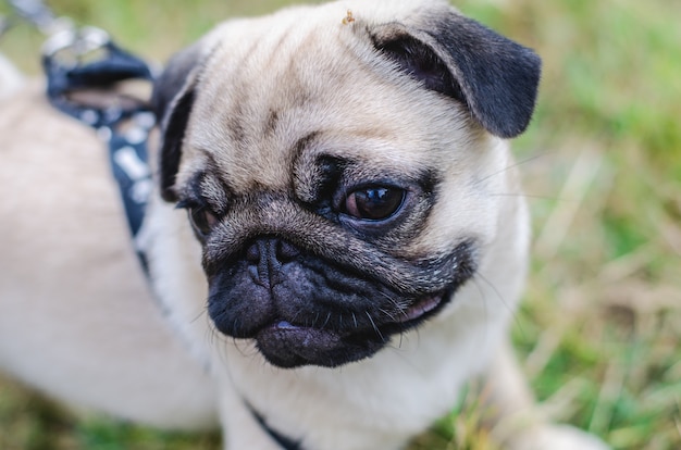 Ritratto di faccia di emozione maschio bello del cane pug felice.