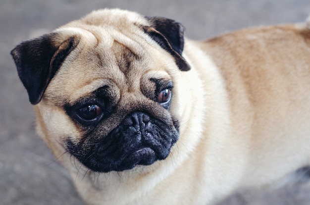 Portrait of handsome male Emotion face of happy pug dog.