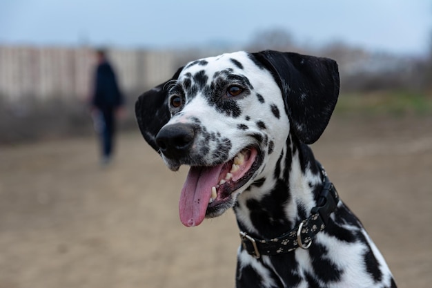 Portrait of a handsome young Dalmatian closeup