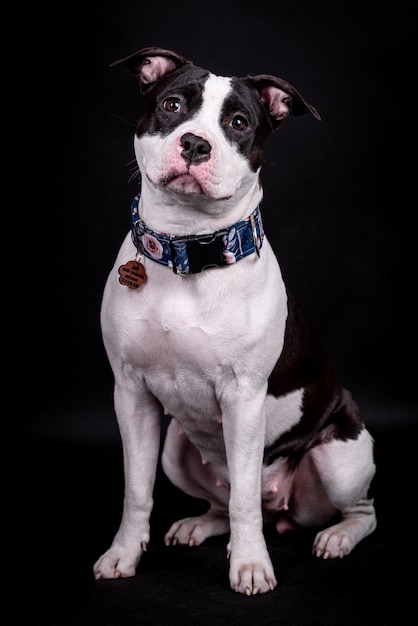 Portrait of happy American Staffordshire Terrier (AmStaff, American Staffy), Pitbull silhouette