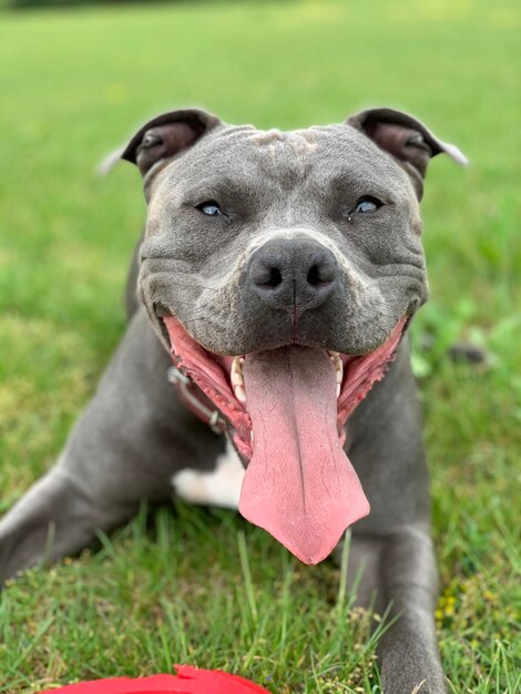 Foto ritratto di un cane amstaff felice sul campo