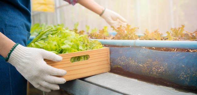 Portrait of happy Asian woman farmer holding basket of fresh vegetable salad in an organic farm in a greenhouse garden Concept of agriculture organic for health Vegan food and Small business