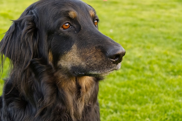 Portrait of a happy black and brown hovawart dog.