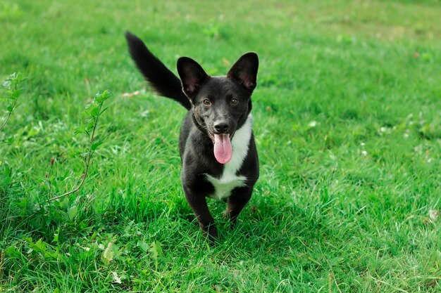 幸せな黒い犬の肖像画の写真は、ポストカード、カレンダー、バナーに使用できます