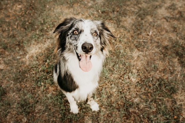 Portrait happy border collie dog sticking tongue out on dry lawn. Summer and obedience concept.