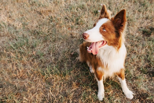 Portrait happy border collie siiting on green grass looking\
side away on summer. obedience concept