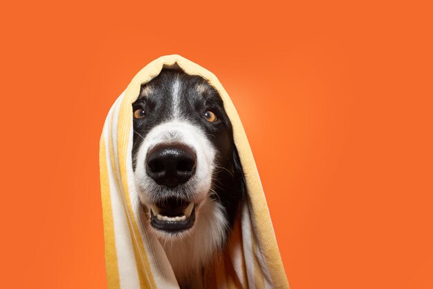 Foto ritratto felice border collie sorridente che copre con un asciugamano giallo isolato su sfondo arancione