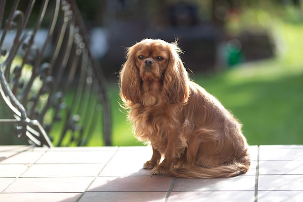 Portrait of happy cavalier spaniel sitting on the terrace