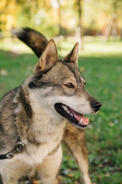 Portrait of Happy cute puppy with foliage bokeh background. Head shot of smile dog with colorful spring leaf at sunset with space. Stray dog.