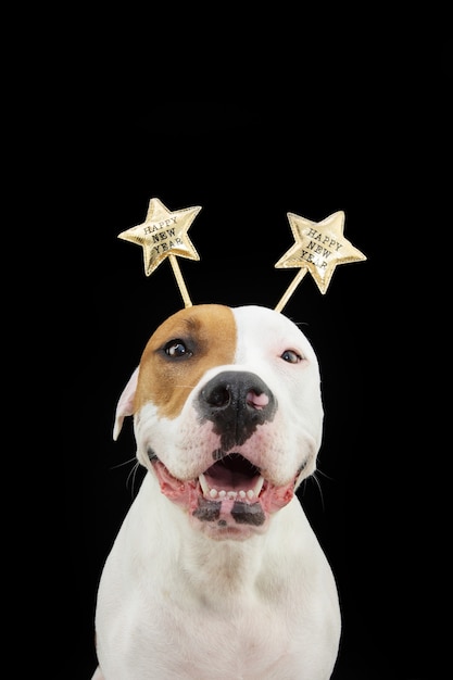 Portrait happy dog celebrating new year wearing a diadem costume. Isolated on black background