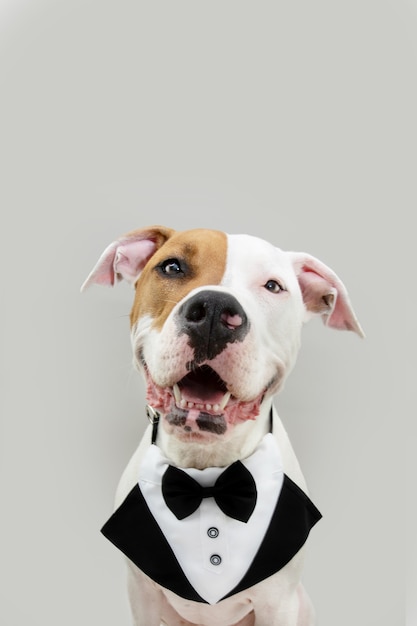 Portrait happy and elegant american staffordshire celebrating birthday or valentine's day wearing a tuxedo. Isolated on gray background