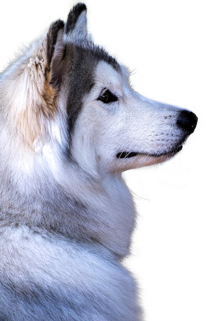 Portrait happy emotion husky dog Siberian husky gray and white color with brown eyes isolated on white background