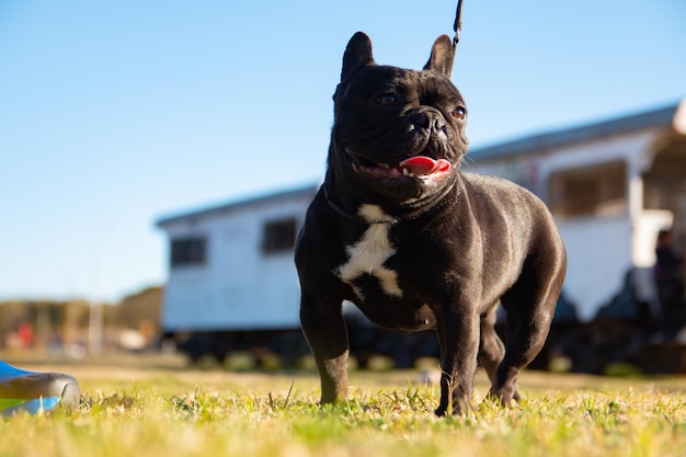 Portrait of happy french bulldog