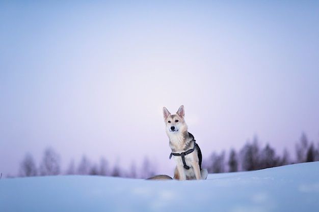 Portrait of happy mixed breed dog dog running and looking at camera on a winter field at twilight