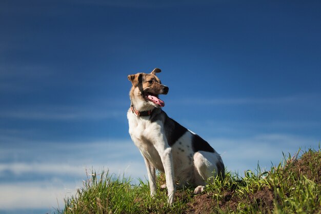 Portrait happy mixed breed dog sitting on sunny green field against the blue sky