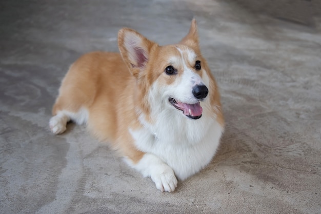 幸せなペンブロークウェルシュコーギー犬の肖像画