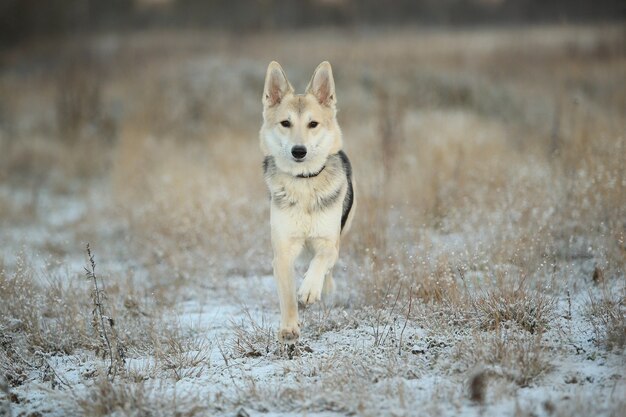 Portrait of happy red haired mongrel dog walking on sunny winter field