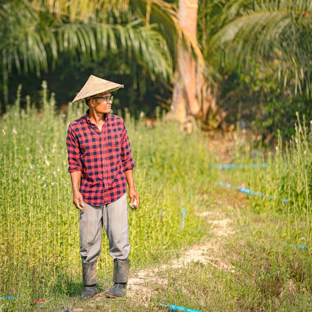 Portrait of a happy senior Asian farmer at Sesame Garden