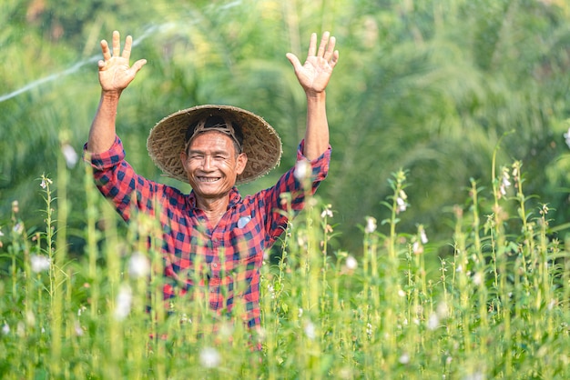 Ritratto di un agricoltore asiatico senior felice al giardino del sesamo.