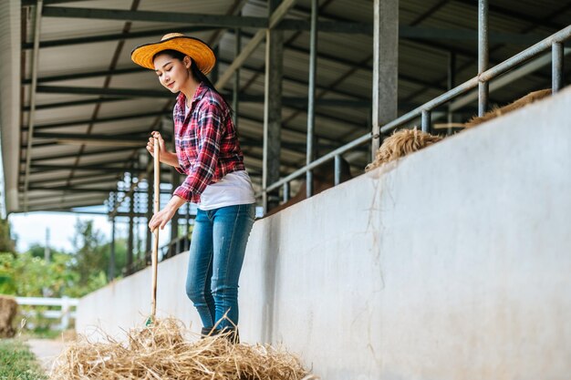 Portrait of Happy young Asian farmer woman sweeping floor at cow farm Agriculture industry farming people technology and animal husbandry concept