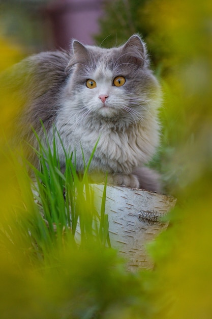 Portrait of happy young cat in garden outdoors