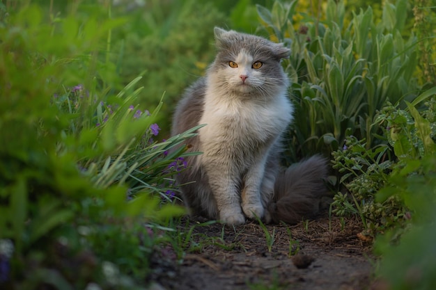 Portrait of happy young cat on nature Gray fluffy cat is sitting in the garden Long hair cat modeling photo on summer day