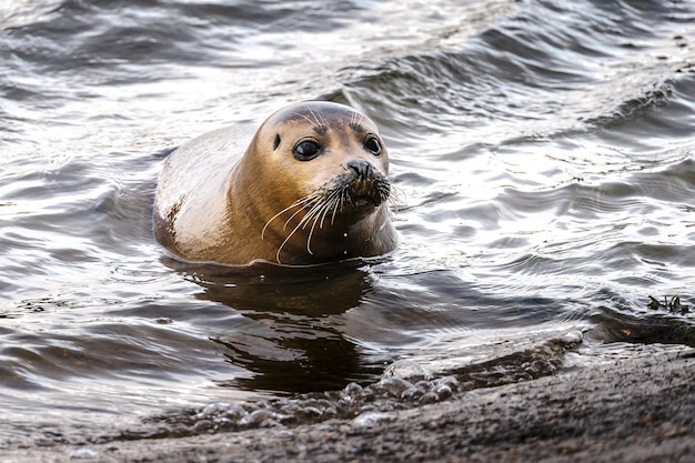 Photo portrait of a harbour seal in shallow water of the river thames