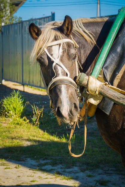 ハーネス馬の肖像