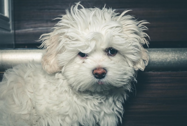 家にいるハバナ犬の肖像画