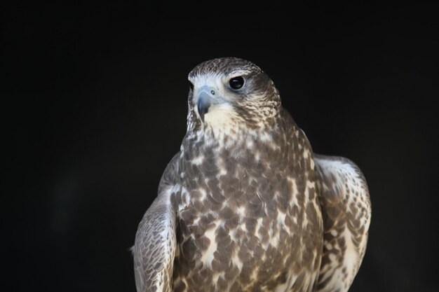 Photo portrait of hawk over black background