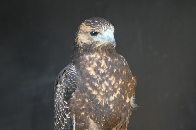 Photo portrait of hawk over black background
