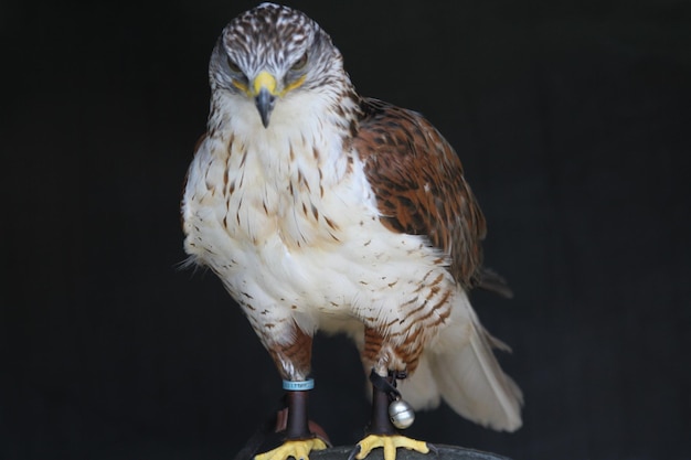 Photo portrait of hawk over black background