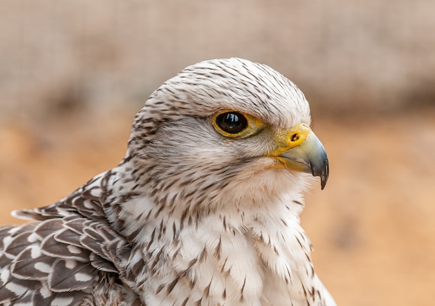 Photo portrait of a hawk