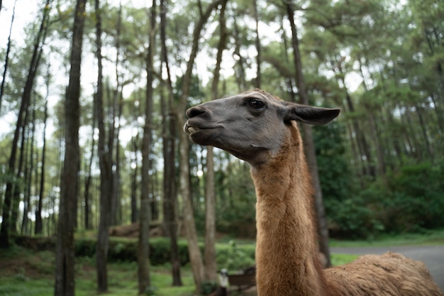 サファリパークの黒いラマ動物の頭の肖像画