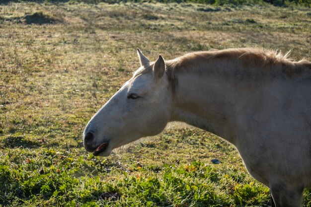 Portrait of the head and neck of a horse