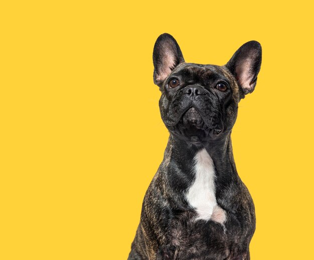 Portrait head shot of a dark brindle french bulldog looking up proudly agaisnt yellow background