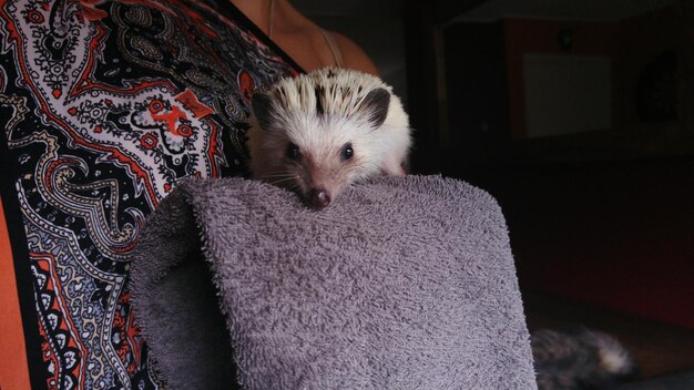 Photo portrait of hedgehog on towel