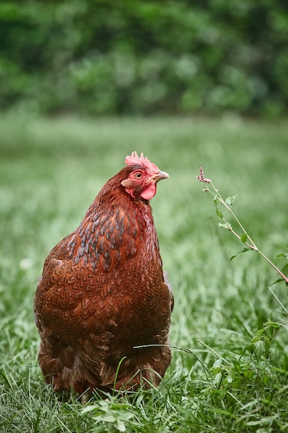 Portrait of a hen on green grass